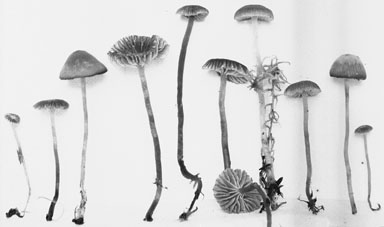 Mycena bisphaerigera image