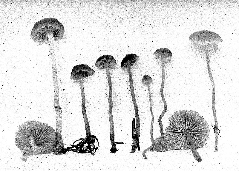 Mycena bisphaerigera image