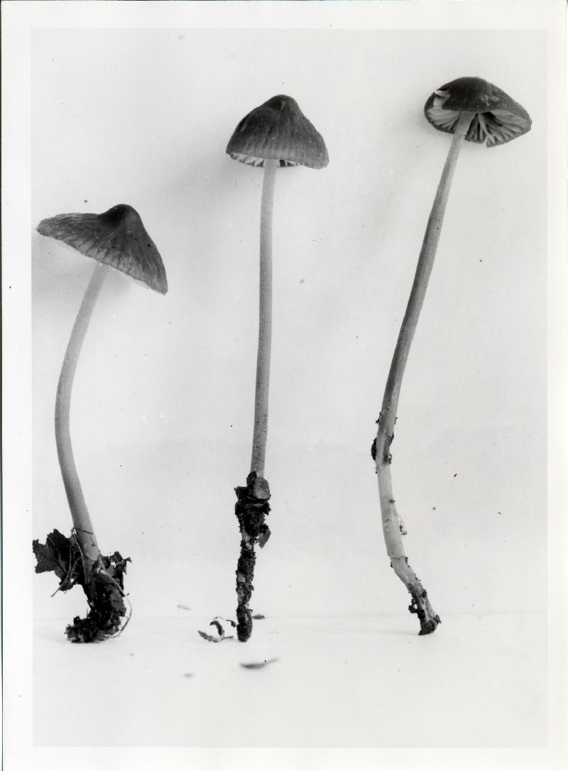 Mycena bryophila image