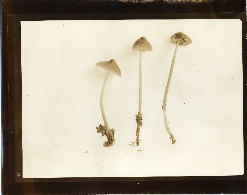 Mycena bryophila image