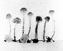 Mycena capillaripes image