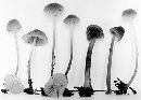 Mycena capillaripes image