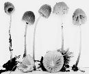 Mycena capillaripes image