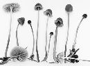 Mycena capillaripes image