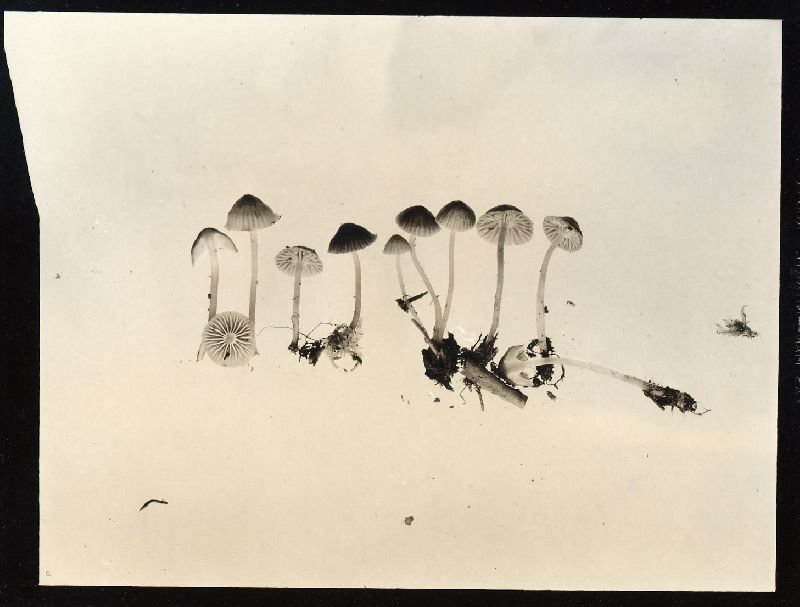 Mycena concolor image