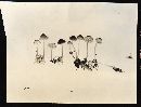 Mycena concolor image