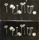 Hemimycena lactea image