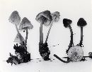 Mycena elegantula image