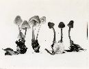 Mycena elegantula image