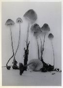 Mycena elegantula image