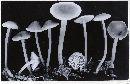 Mycena fagetorum image