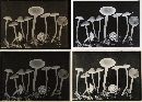 Mycena fagetorum image