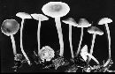 Mycena fagetorum image