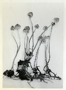 Mycena erubescens image