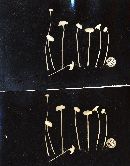 Rickenella fibula image