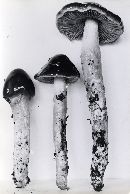 Cortinarius elatior image