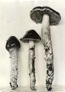 Cortinarius elatior image