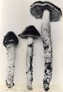 Cortinarius elatior image