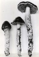 Cortinarius elatior image