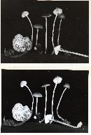 Hydropus floccipes image