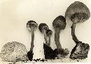 Mycena galericulata image