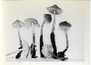 Mycena galericulata image