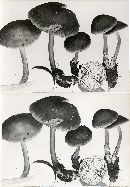 Mycena galericulata image