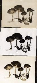 Mycena galericulata image