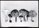 Mycena galericulata image