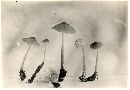 Mycena galericulata image