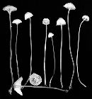 Hemimycena gracilis image