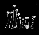 Hemimycena gracilis image