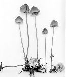 Hemimycena gracilis image