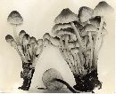 Mycena inclinata image