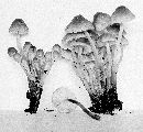 Mycena inclinata image