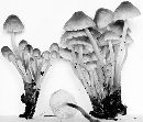 Mycena inclinata image