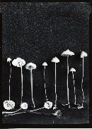 Mycena amygdalina image