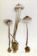 Mycena amygdalina image