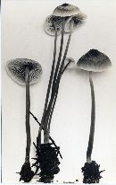 Mycena amygdalina image