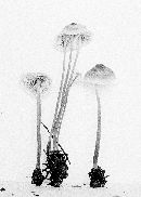 Mycena amygdalina image