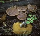 Suillus lakei image