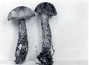 Leccinum snellii image