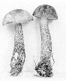 Leccinum snellii image