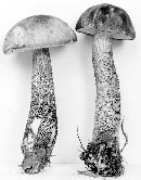 Leccinum snellii image