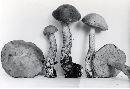 Leccinum subleucophaeum image