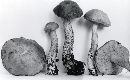 Leccinum subleucophaeum image