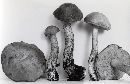 Leccinum subleucophaeum image