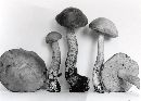 Leccinum subleucophaeum image