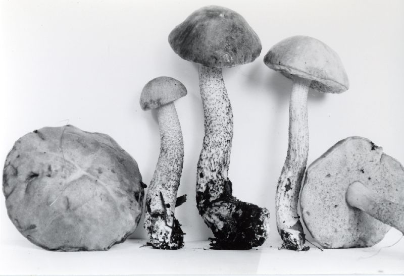 Leccinum subleucophaeum image