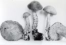 Leccinum subleucophaeum image